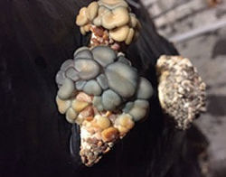 İstiridye Mantarı Kompostu ve Mantarhane Hataları