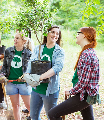 Plantando árboles