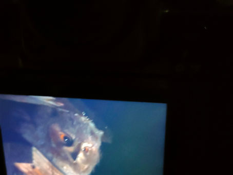 オオコノハズク続編
