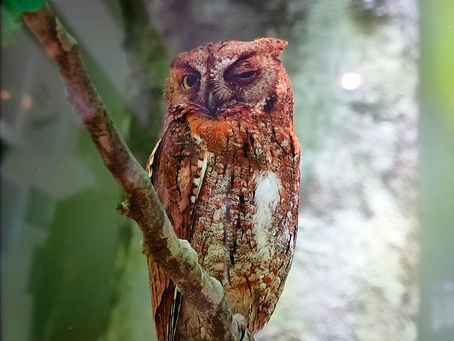 昨日のふるもり 7月6日