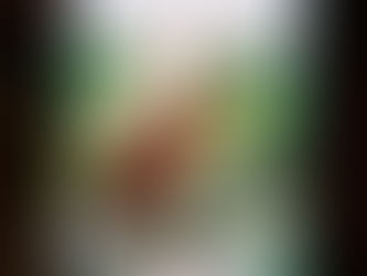 今日の朝撮れアカショウビン