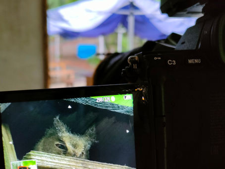 速報 オオコノハズクの新しい巣箱