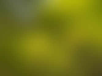 アカショウビンが鳴いています。