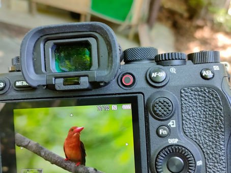 今日のアカショウビン 5月31日
