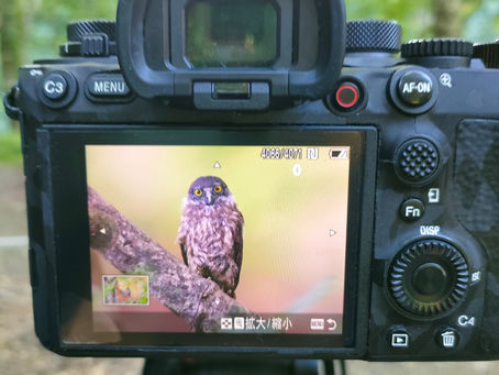 アオバズクが巣立ちました 7/21