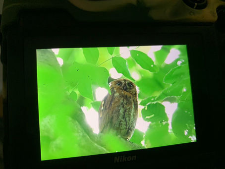 今日のふるもり 7月4日