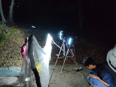 ライトトラップ