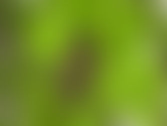 コノハズクのライトアップを致します。