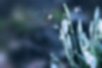 flower-6107707_1920.jpg