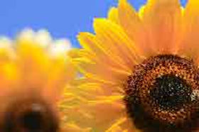 Sunflower_small.jpg