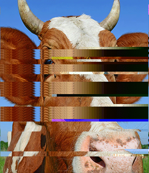 cowmosh.gif