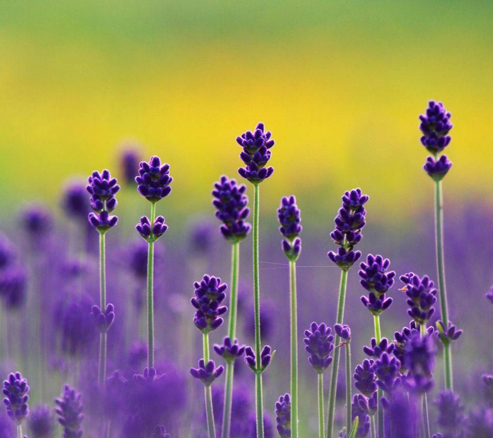 Lavender Sound Bath with Restoration Yoga & Wellness