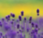 Lavender Sound Meditation