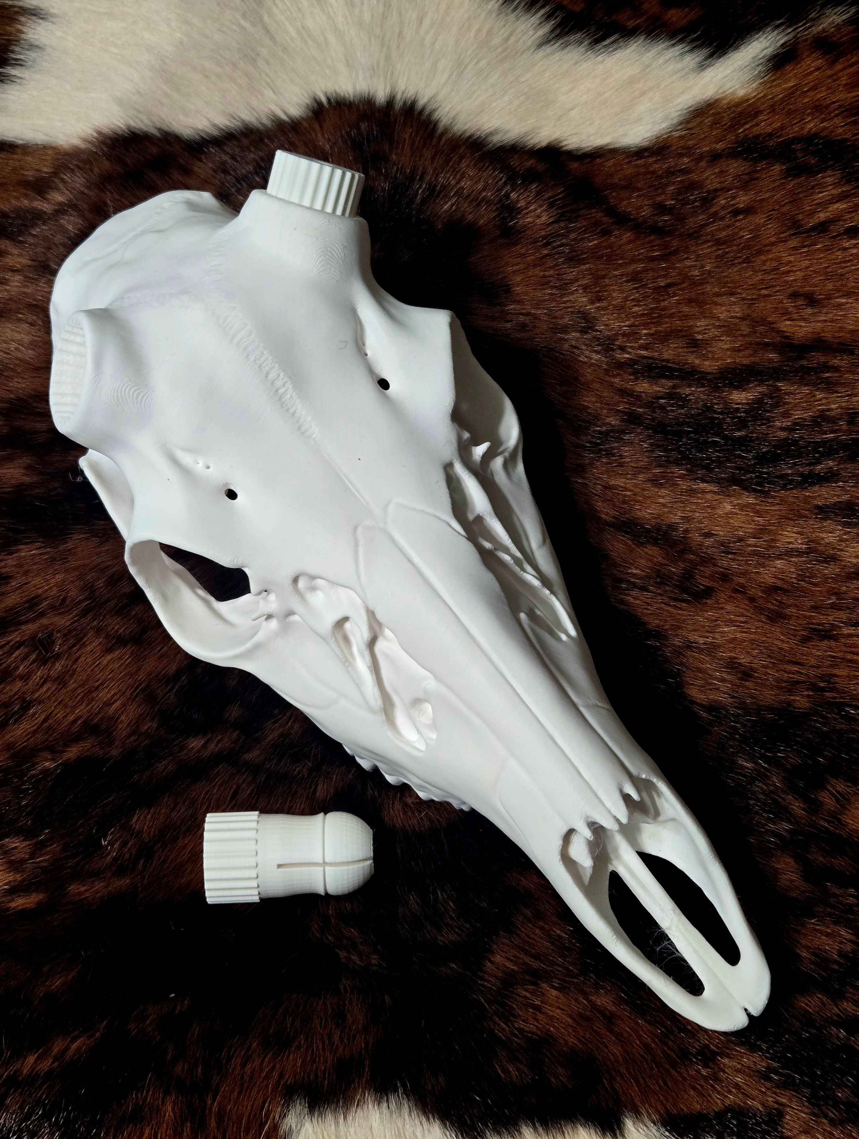 European Mount Deer Skull