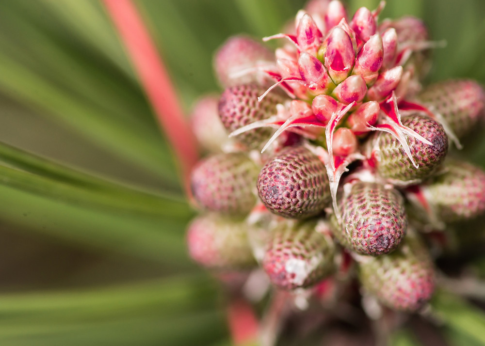 Pine Bach Flower