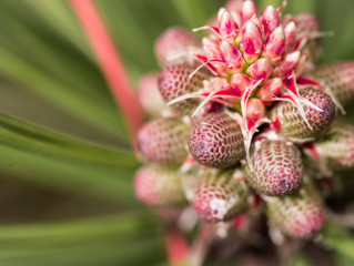 Pine: August Bach Flower