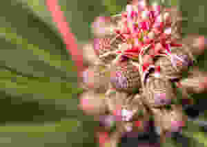Pine Bach Flower