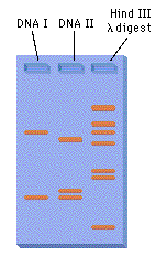 Step 5