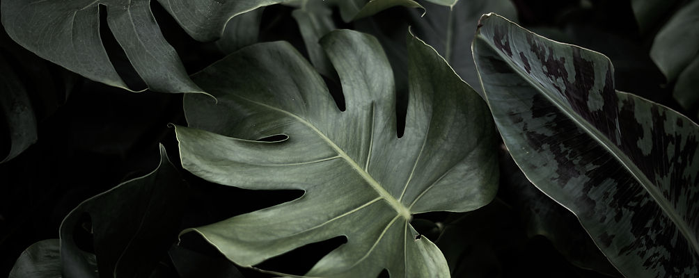 Tropical Leaves_edited.jpg