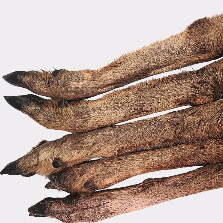 Venison Legs