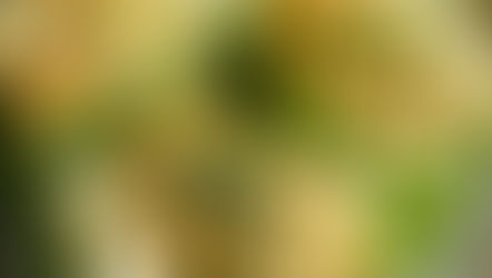 Discover the Refreshing Delight of Avocado Egg Salad Lettuce Wraps with Simple Ingredients