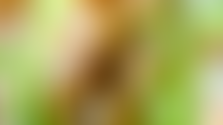 Chicken Caesar Lettuce Wraps 