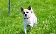 veterinaire_recadre.jpg