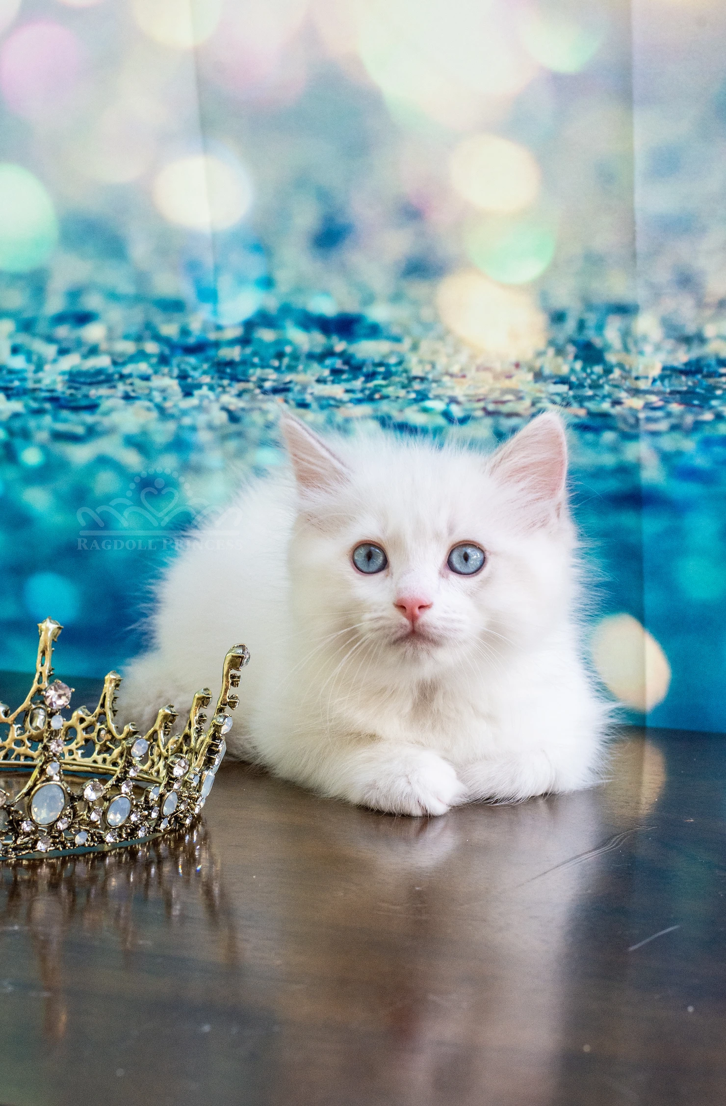 Blue Tortie Bicolor Ragdoll