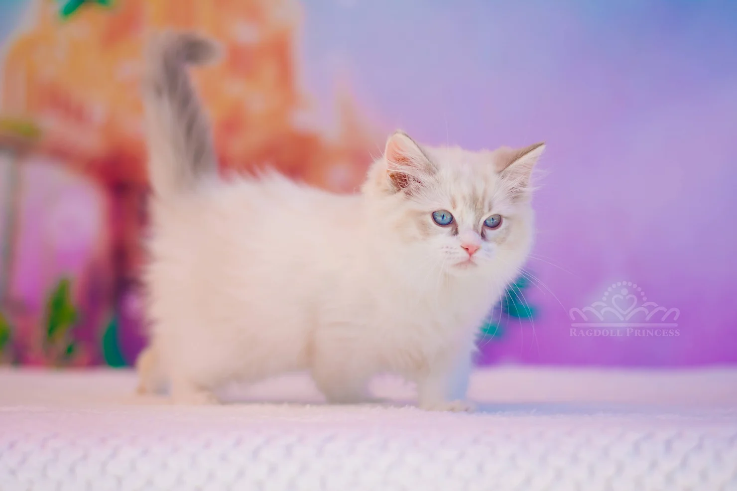 blue torbie bicolor ragdoll