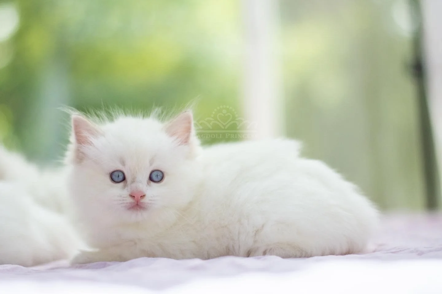 Chocolate Lynx Bicolor Ragdoll