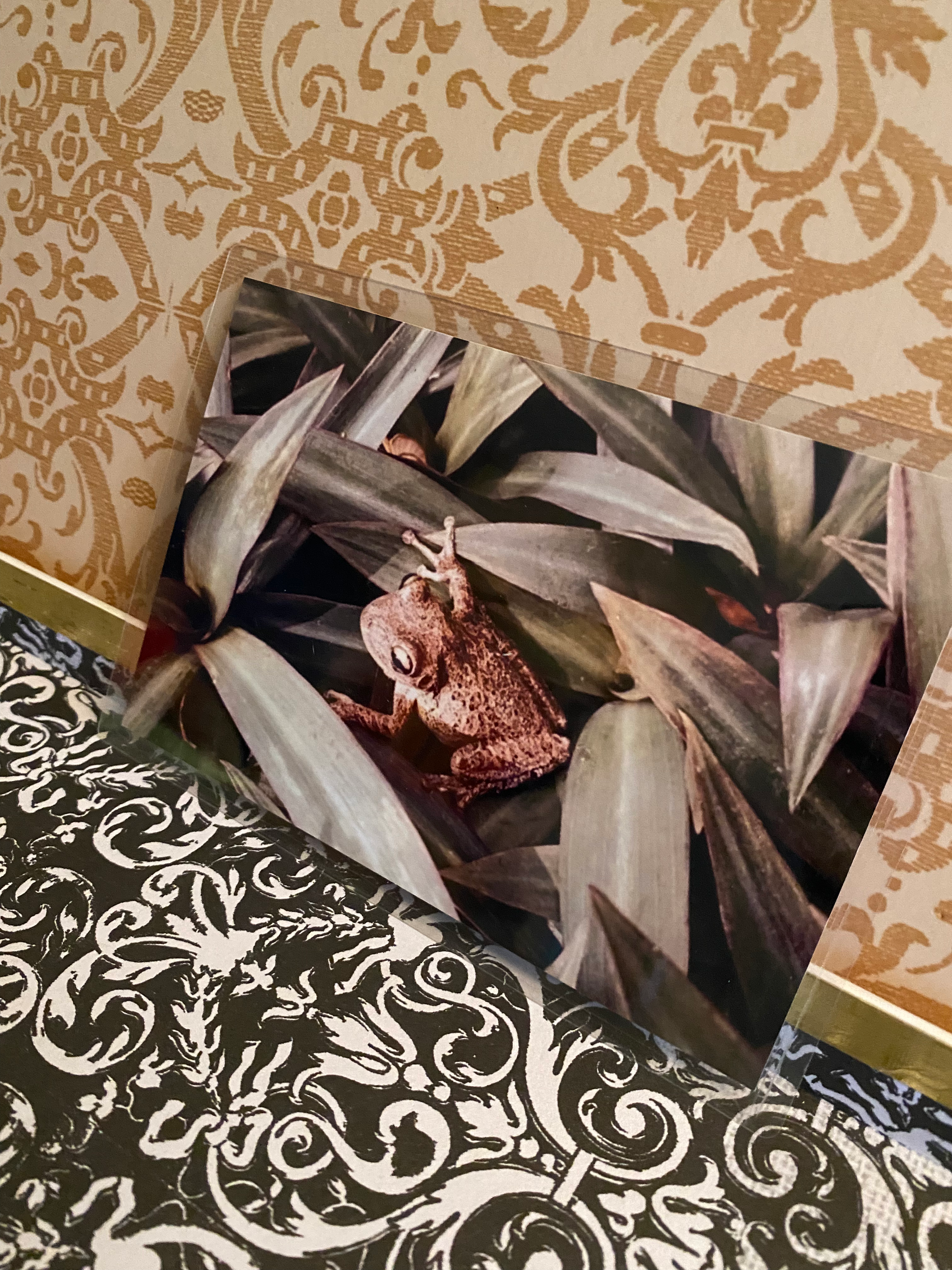 laminated print - toadally 