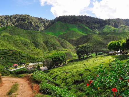 Cameron Highlands, Surga Kebun Teh di Malaysia π