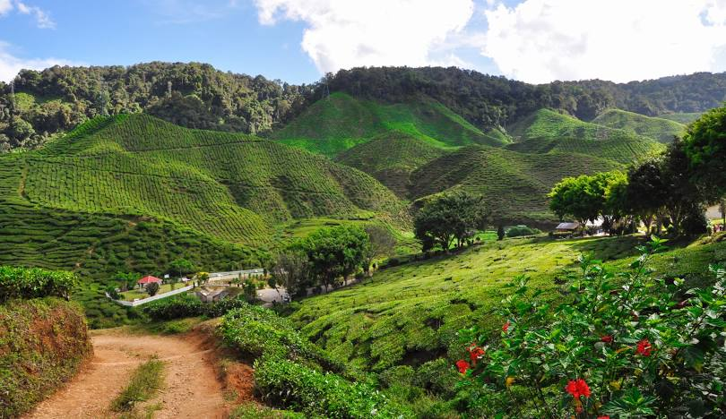 Cameron Highlands, Surga Kebun Teh di Malaysia š