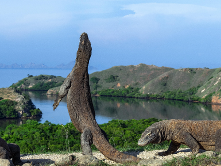 Wisata yang bisa dikunjungi saat berada di pulau Komodo