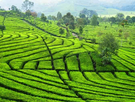 Kebun Teh Bandung: Hamparan Hijau yang Menenangkan Jiwa