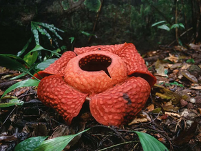 Gunung Gading National Park: Menyaksikan Keindahan Alam dan Flora Endemik