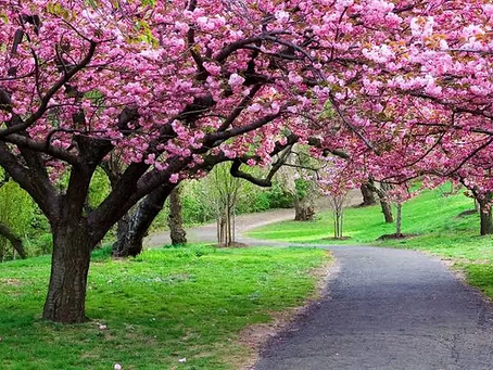 Eksplorasi Keindahan Taman Sakura di Kebun Raya Cibodas: Surga Bunga Sakura yang Menawan
