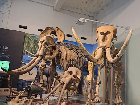 Museum Geologi Bandung: Jelajahi Sejarah Bumi dari Jantung Kota