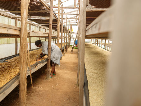 Indonesian Coffee History