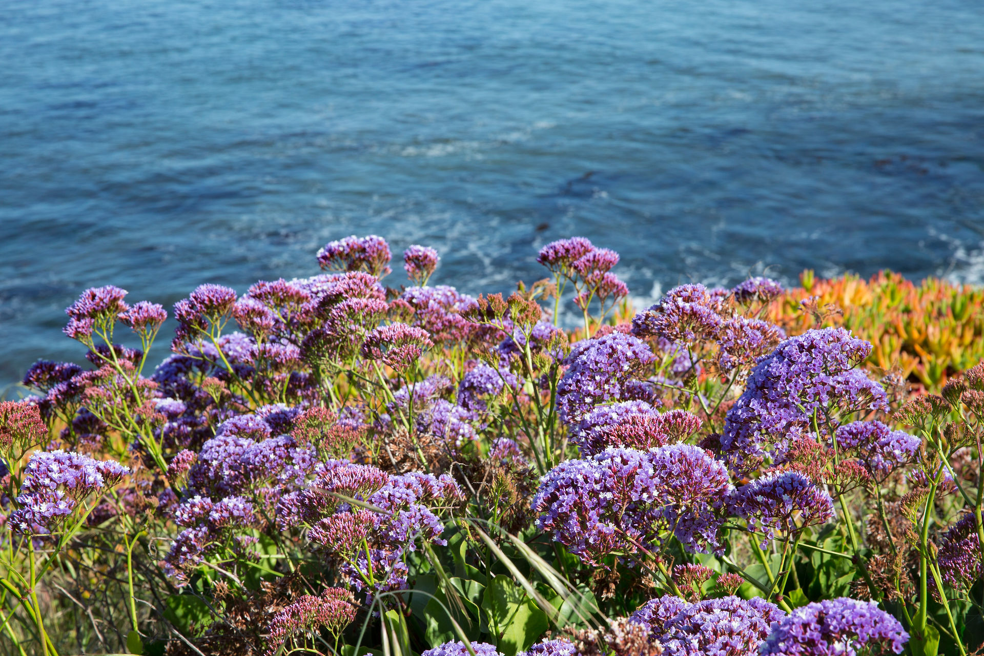 WestCliffSpringColors042018 (6 of 16)