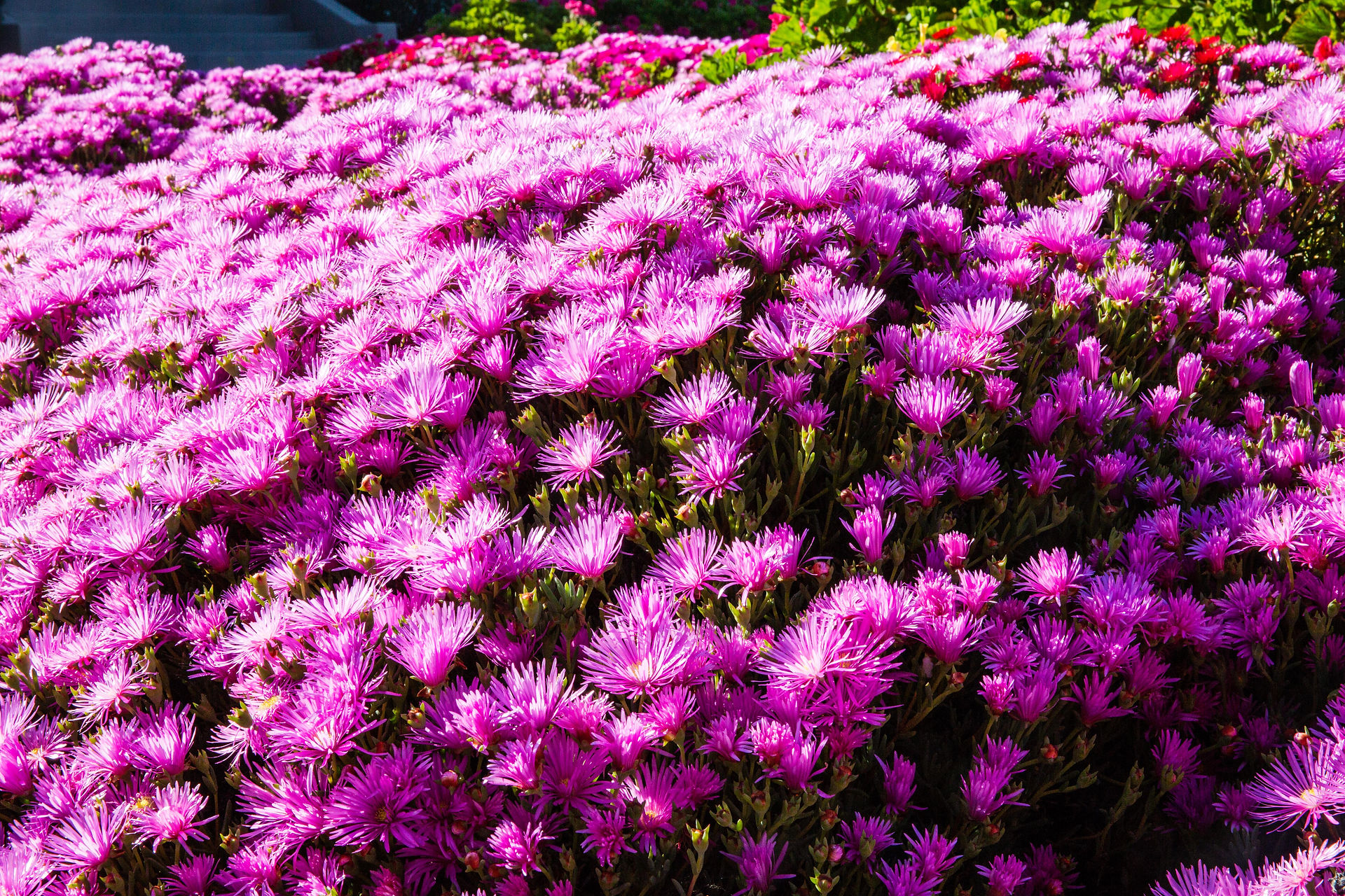 WestCliffSpringColors042018 (15 of 16)