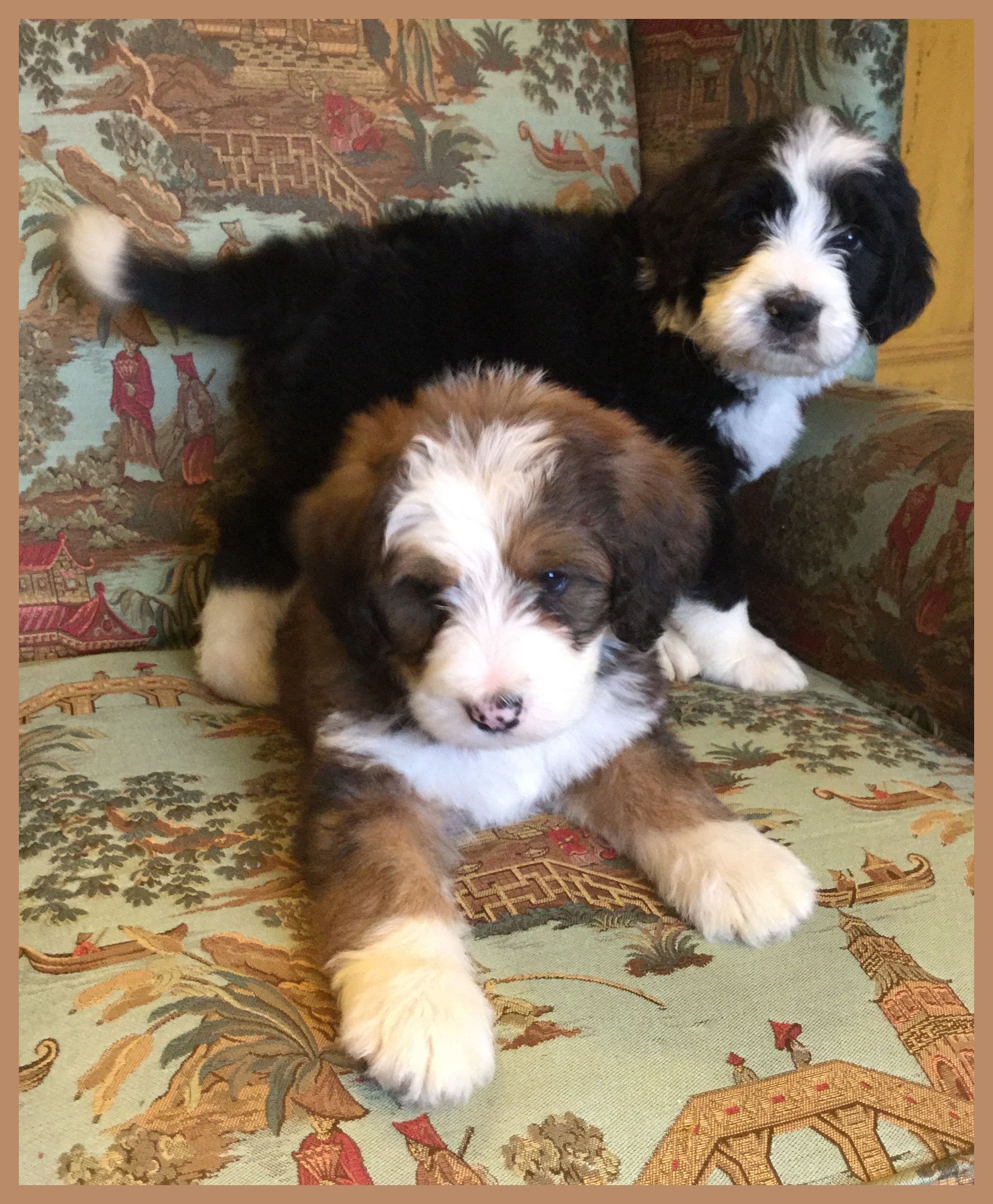 bernedoodle puppy checklist bernedoodle puppy checklist