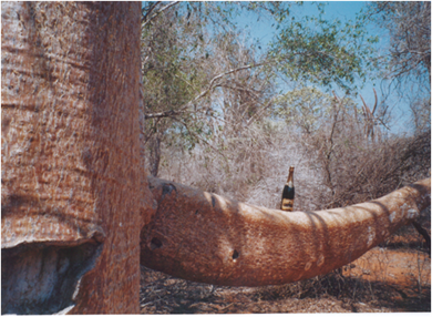 Sur un baobab à Madagascar