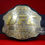 Thumbnail: UFC Ultimate Fighting Championship Belt
