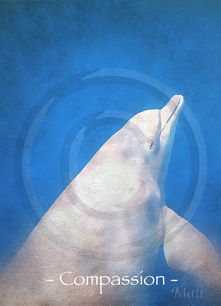 Bottlenose dolphin