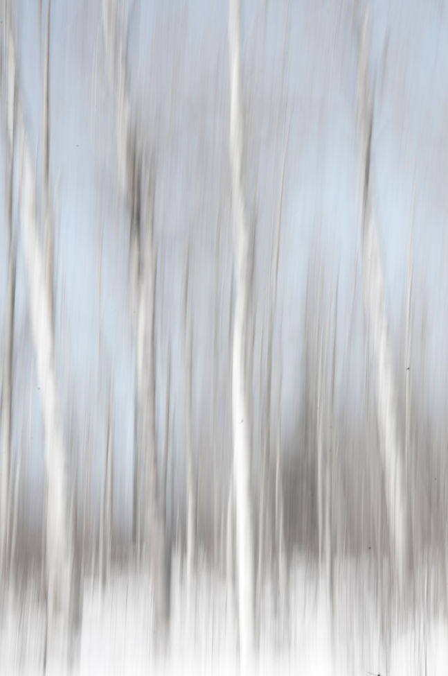 Birch Abstract