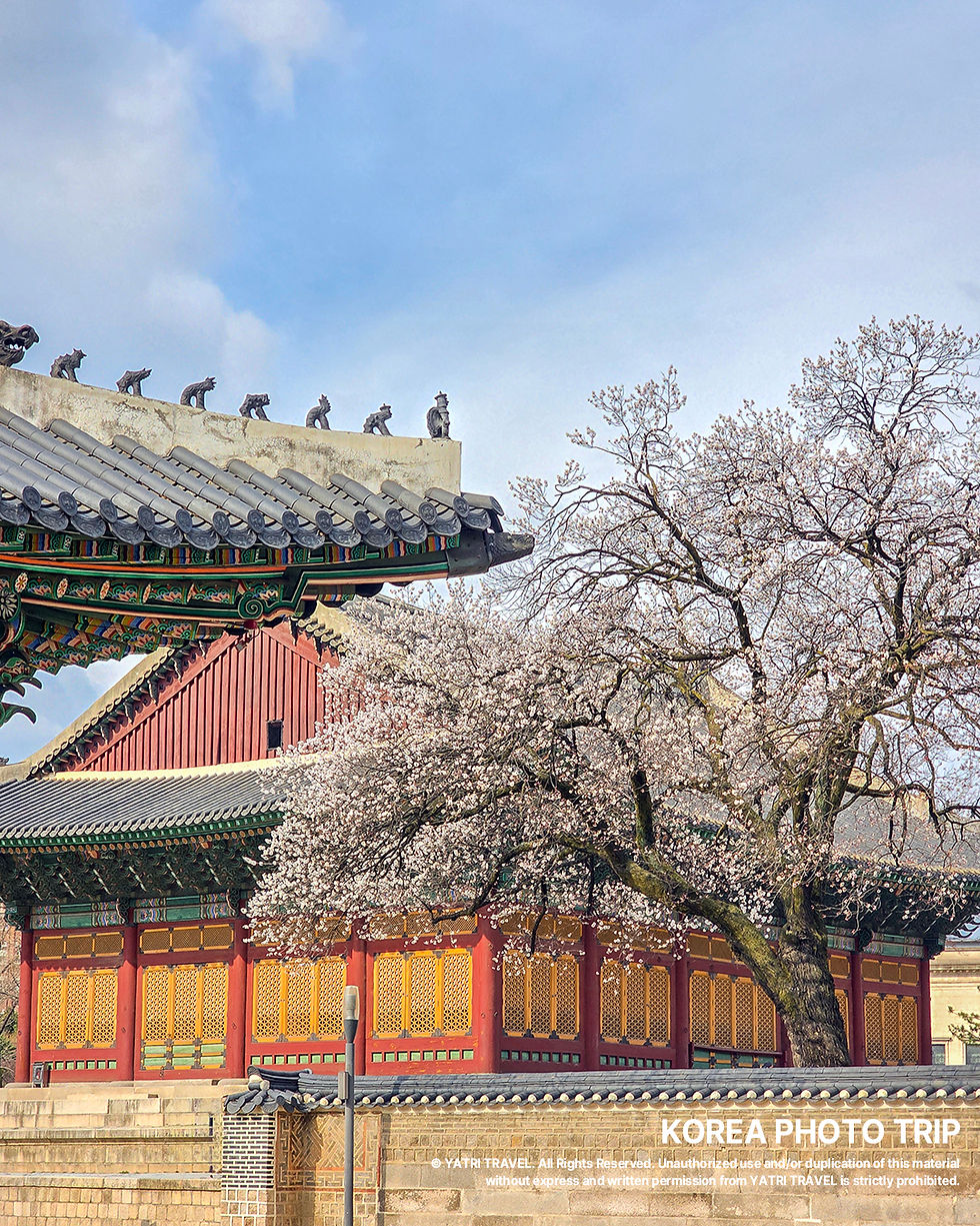 Apricot blossoms against Gyeongbokgung’s main hall. One of the earliest signs of spring in Korea. Tip: Use color contrast to make the scene stand out.