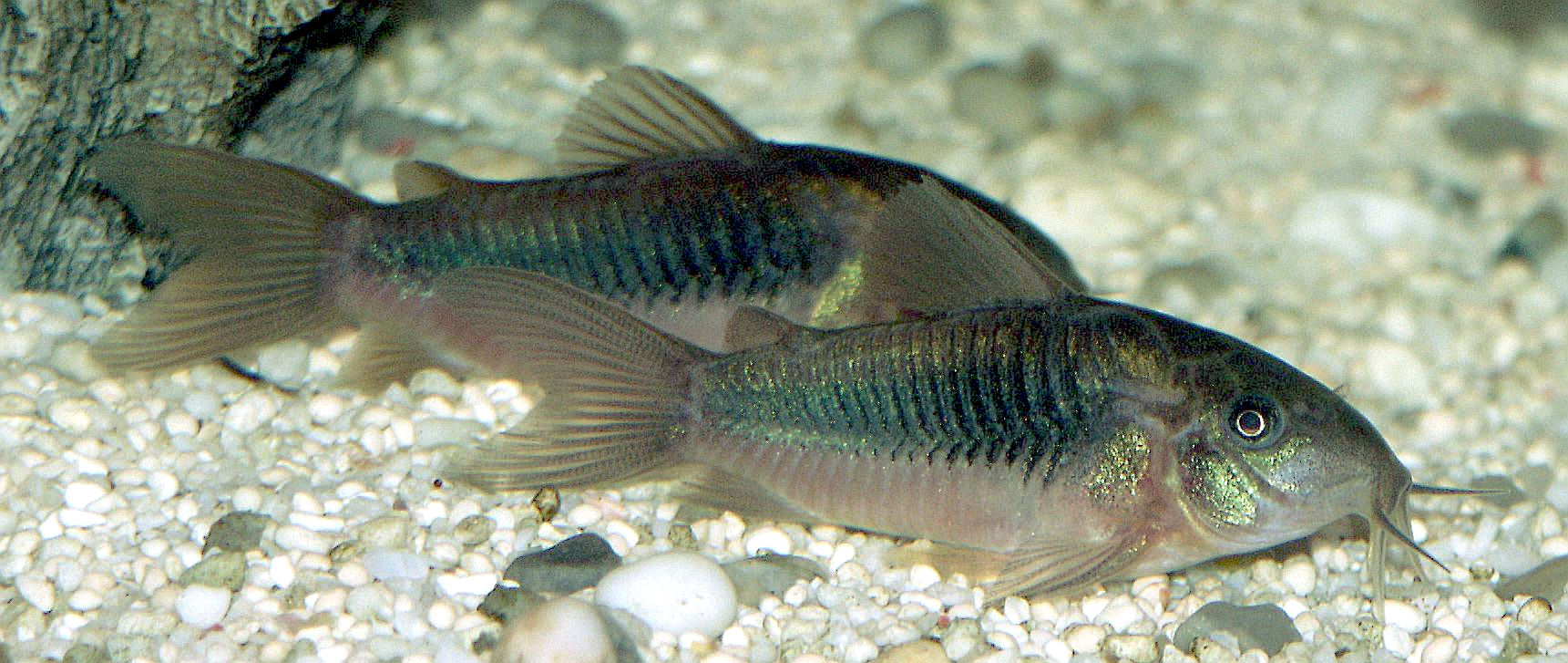 Red Sailfin Venezuela Corydoras – Corydoras venezuelanus