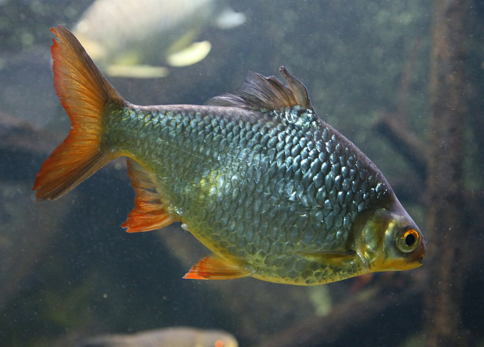 Tinfoil Barb (Small) – Barbonymus schwanenfeldii