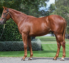 Frankel Busuttin (002).jpg